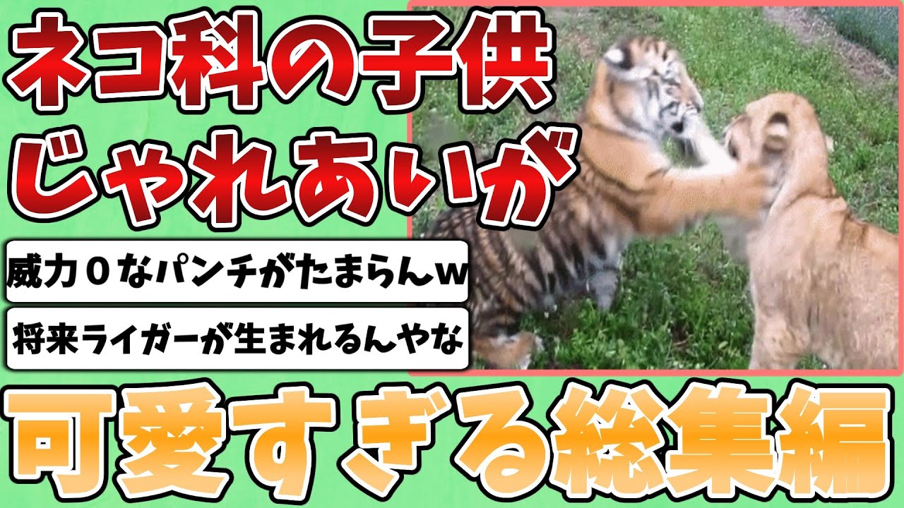 【総集編 2ch動物スレ】『ネコ科』代表のライオンと虎の子供達、じゃれあいがあまりのも可愛すぎるｗｗｗ