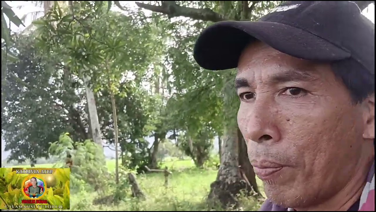 PAGTATANIM NG CALAMANSI SA BUKID NG LAUR
