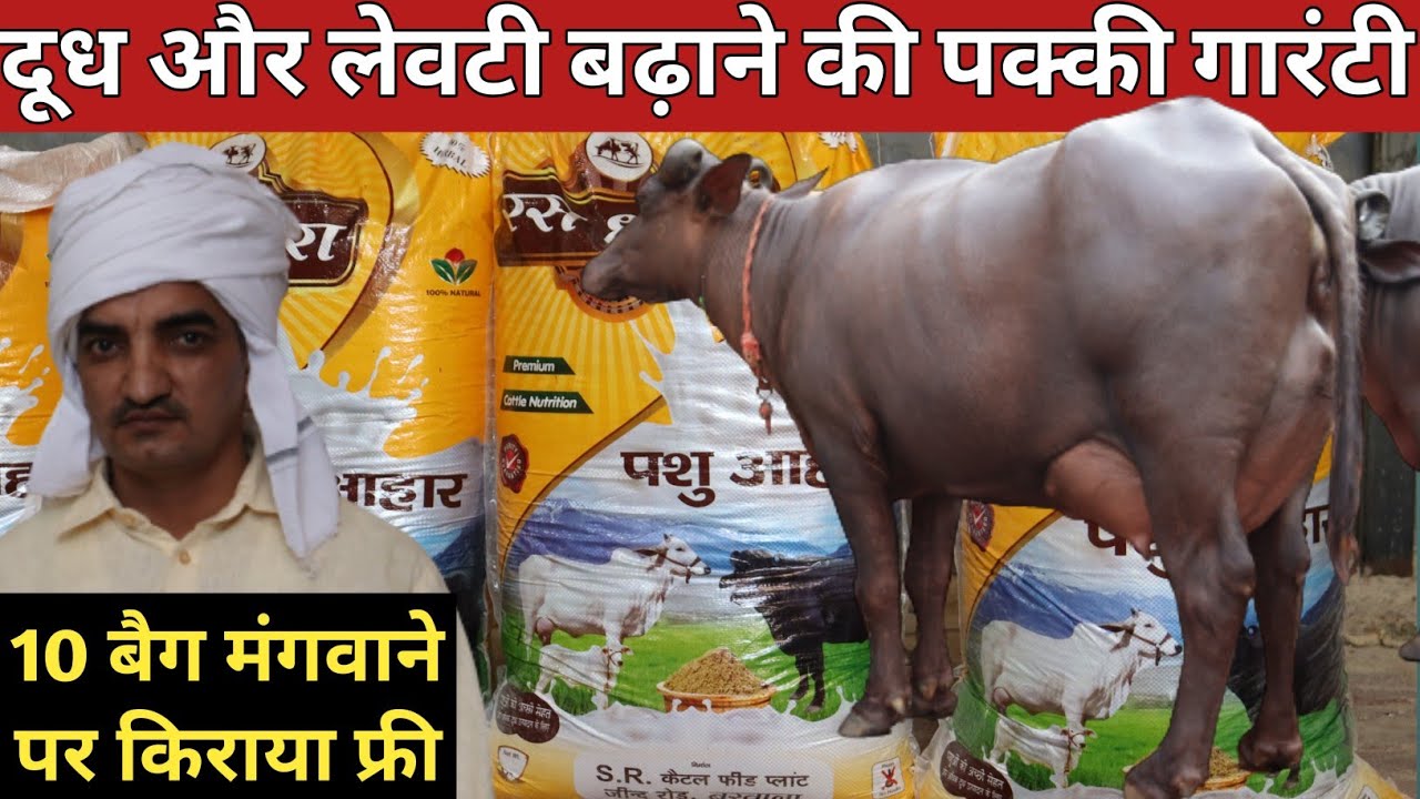 दूध व लेवटी बढ़ाने की गारंटी, वरना पैसे वापिस || S R Cattle Feed Plant, Barwala