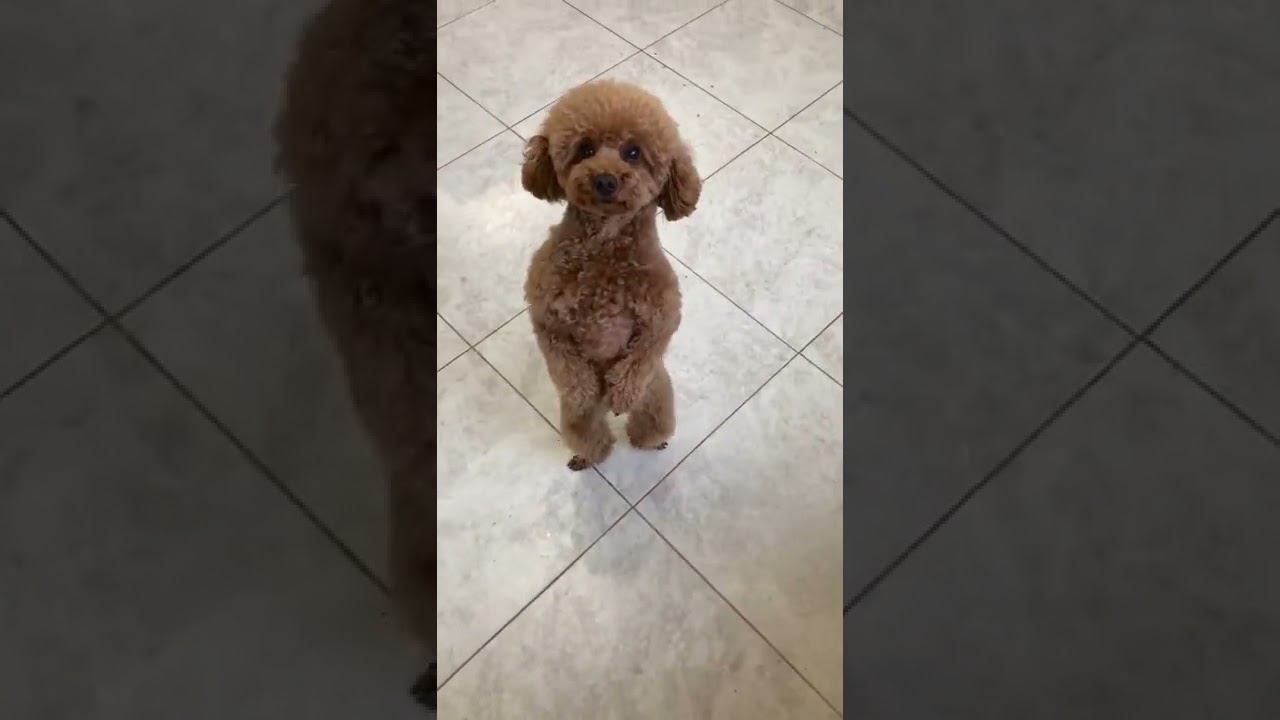 The cutest poodle walking around on hind legs 🐶🥰  #dogs #cute #shorts