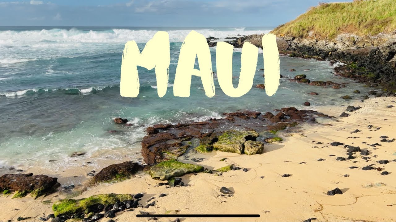MAUI Turtle and Seal