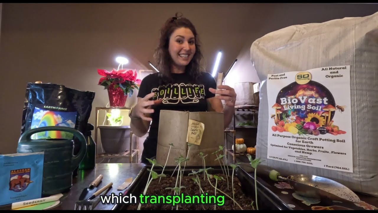 Автоцветущие саженцы каннабиса: важные советы по пересадке для здорового роста.