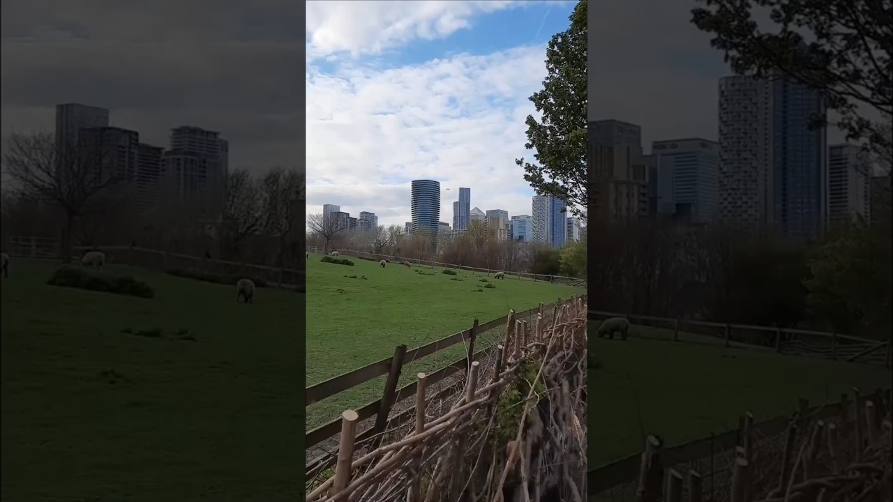 Uncharted London: Visit Mudchute Farm for a Little Corner of Countryside 🇬🇧 🐑 #unchartedlondon