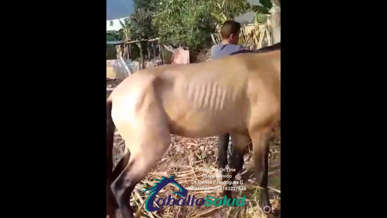 Esrengadera, Tripanosoma vivax en Oxaca México. Consulte On Line WhatsApp +584143227648