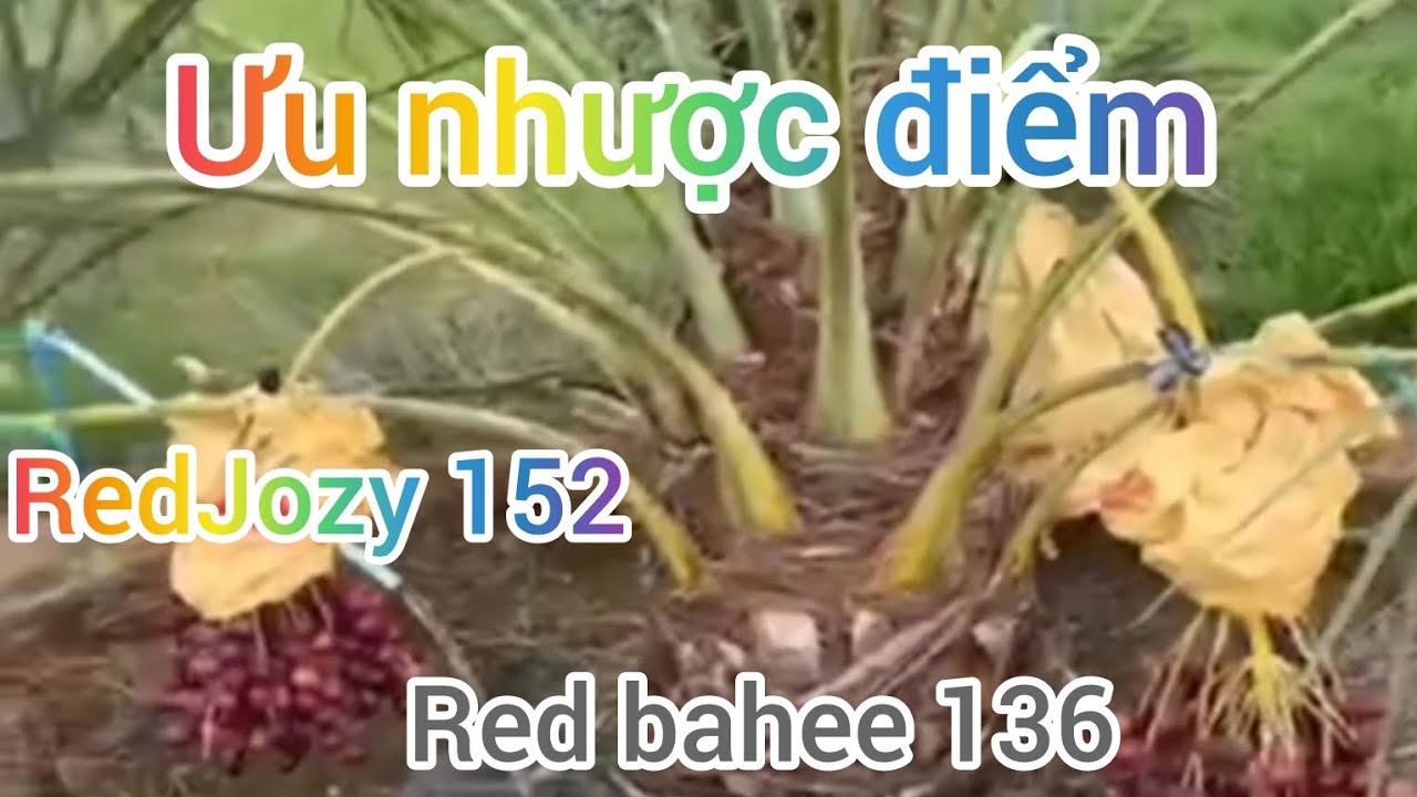 Chà là mô Red barhee với Red Jozy ( ưu nhược điểm của hai loại giống)#chala #vietfarm #datesfalm