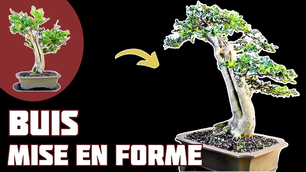 FORMER un BUIS en BONSAÏ 🌱 NEJIKAN BONSAI 🌱
