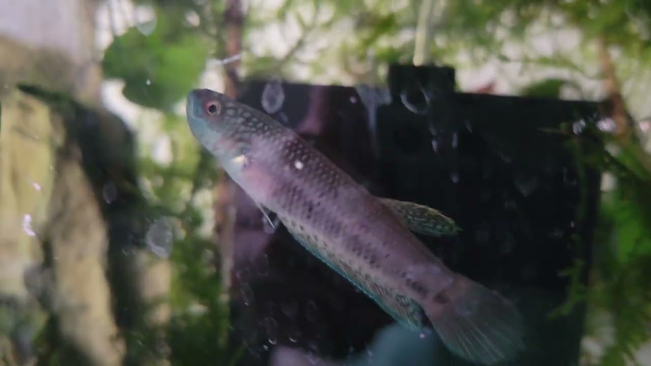 Betta Antuta Male Holding eggs