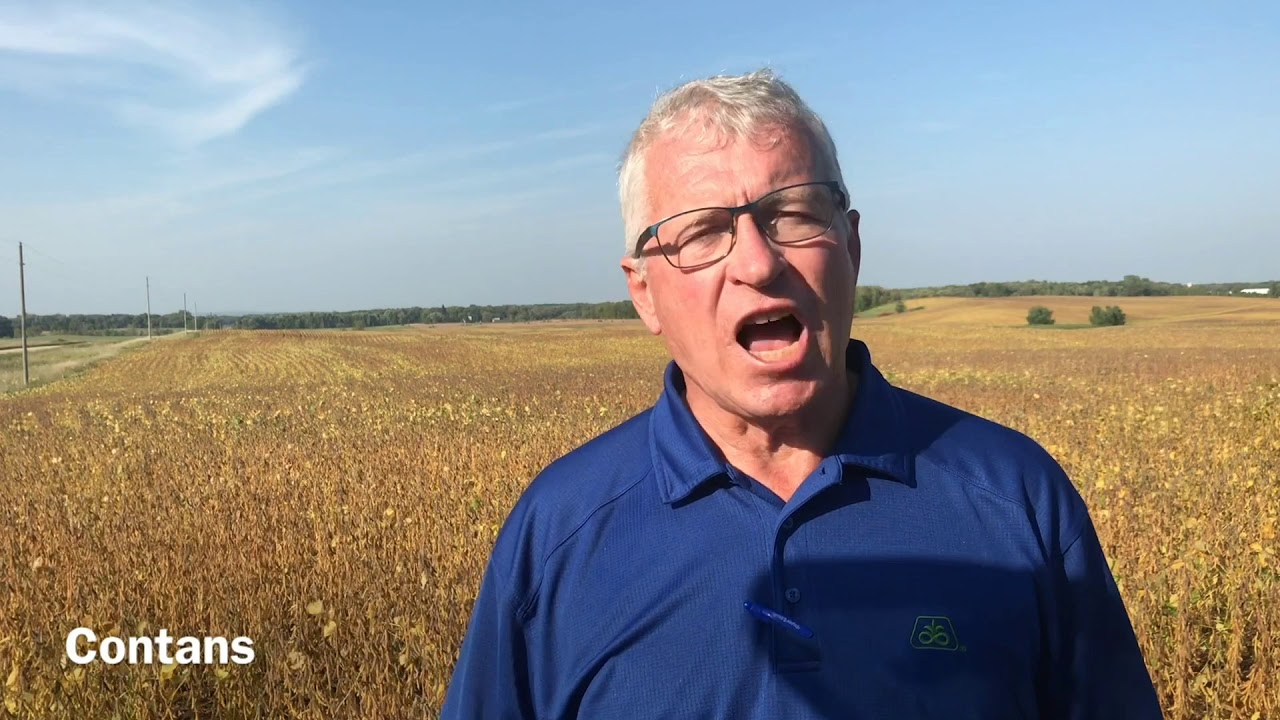 Managing White Mold in Soybeans