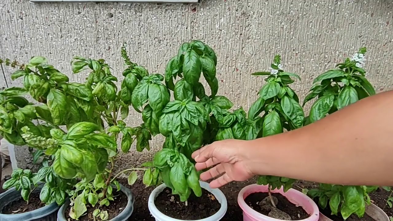 Paano Alagaan ang Basil Plant