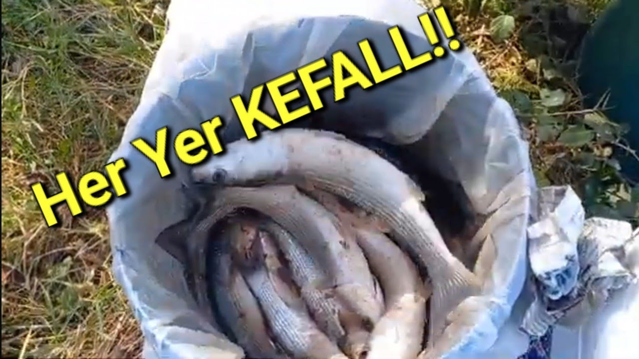 Her yer kefal | Ceyhan Irmağı Şamandıralı Balik Avı | fishing adventure
