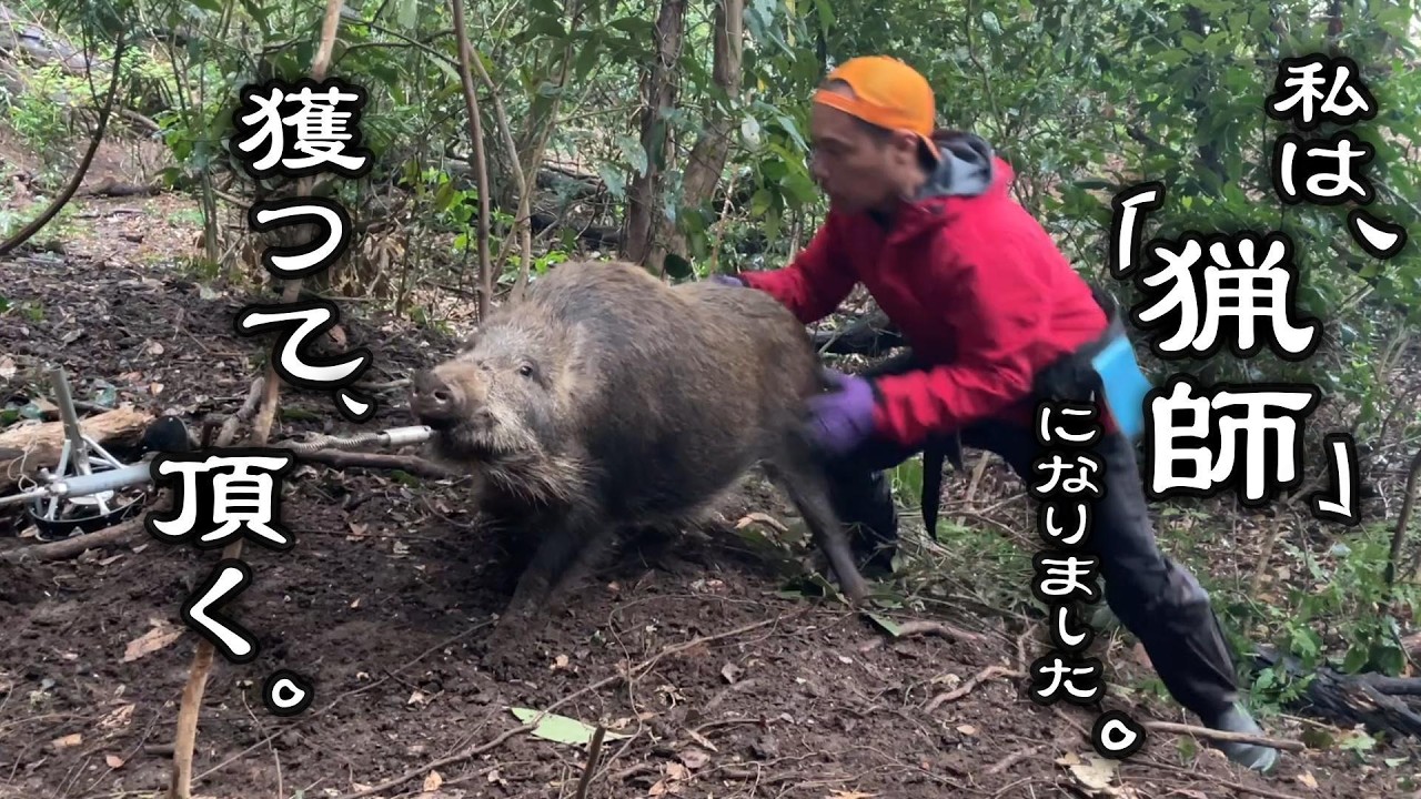 【狩猟生活】くくり罠で猪を捕獲して頂く。