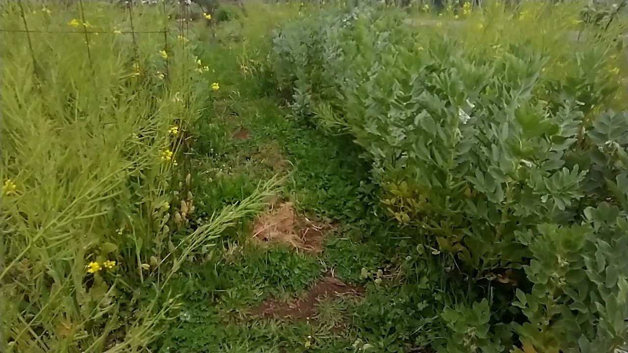 Orchard Path