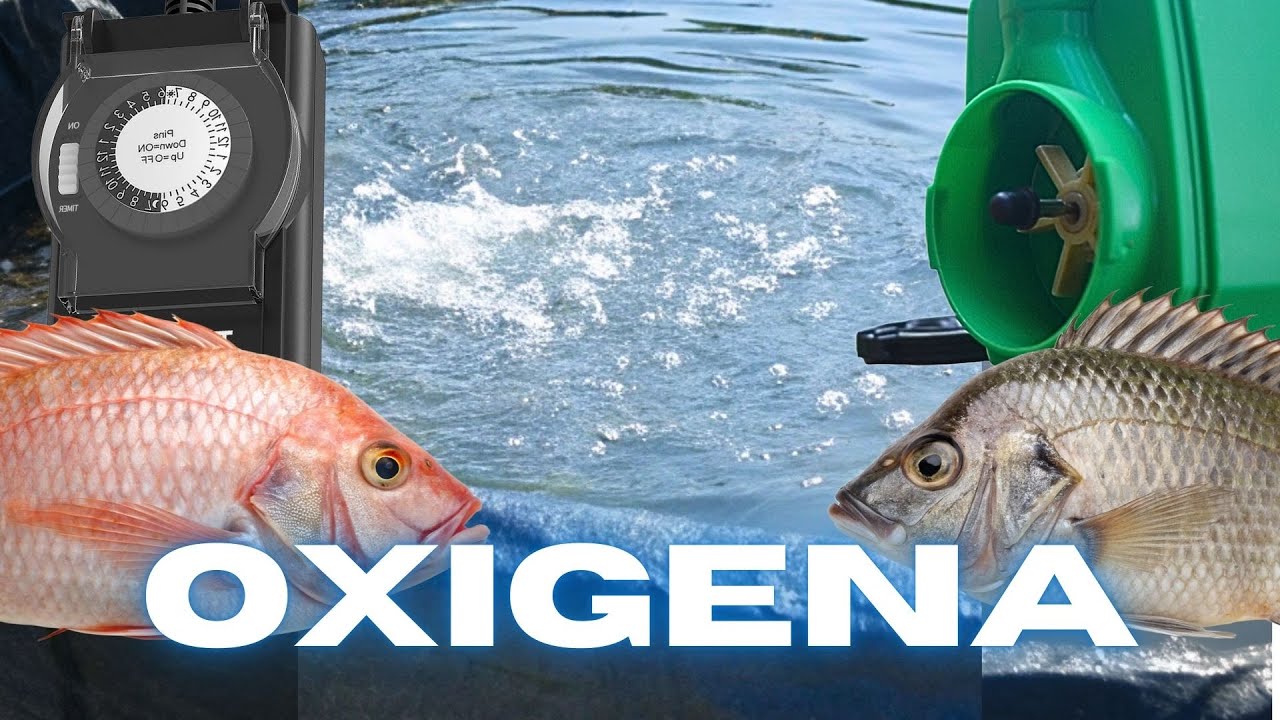 La Forma más Barata de Oxigenar Tilapias y Ahorrar Energía en tu Proyecto