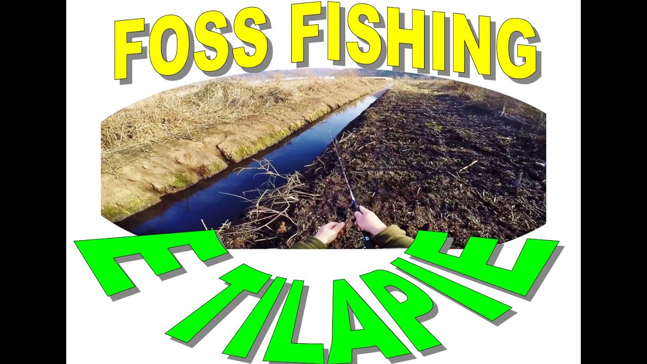 FOSS FISHING E TILAPIE