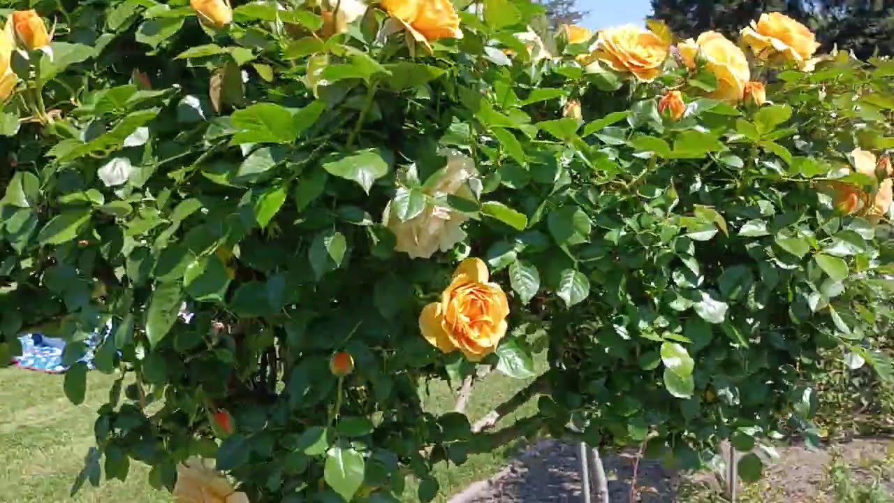 San jose Rose Garden #tour #travel #travelvlog 