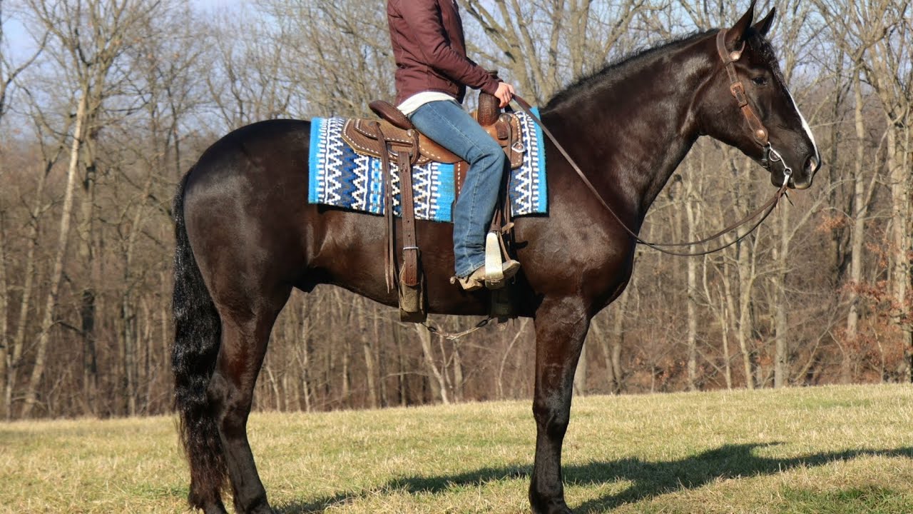 Wolf, draft cross gelding selling at Dixie Horse Auction March 28th, 2026