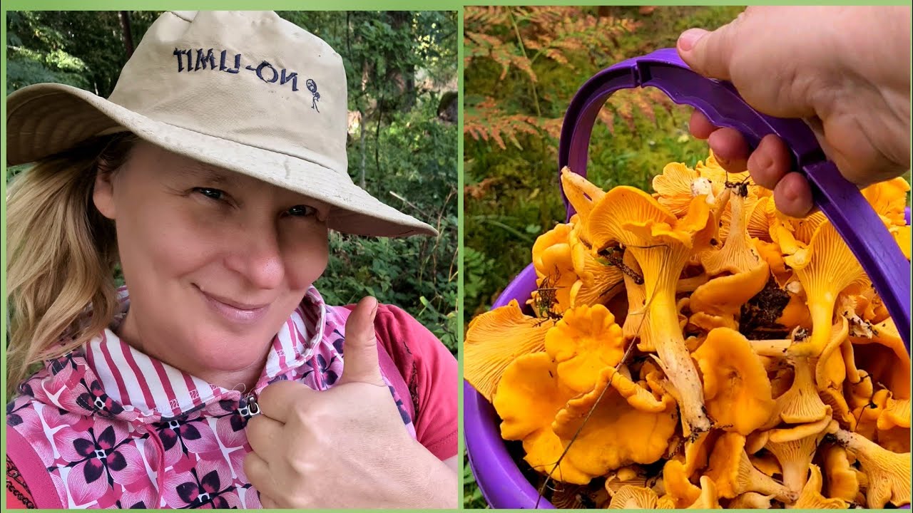 Seened. Puravikud, kukeseened, riisikad. Metsa seenele! Mushrooms hunting, chanterelles, leccinum.