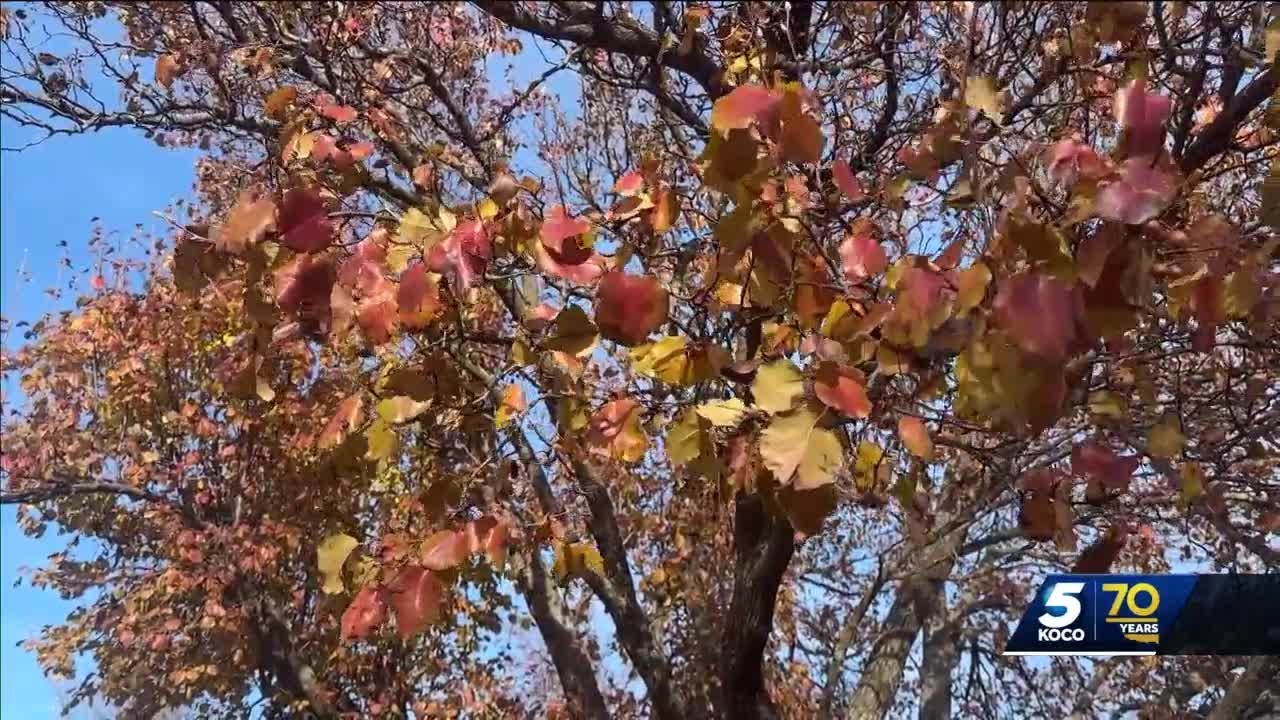 Leaves have stayed on trees across Oklahoma later this year. Here's why.