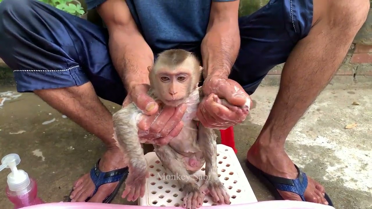 Adorable monkey Sabi was very emotional while taking a bath with dad
