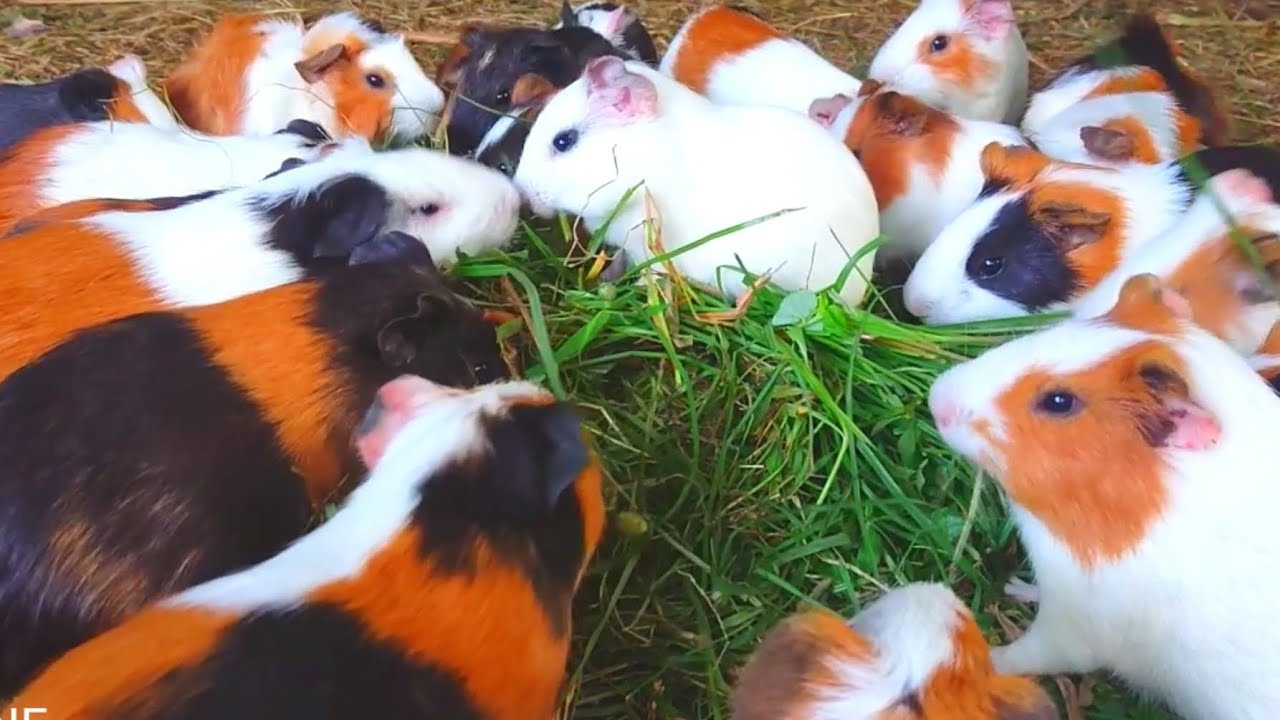 Guinea pig ASMR eating, cute animal asmr , Guinea pig videos, colorful Guinea pig 