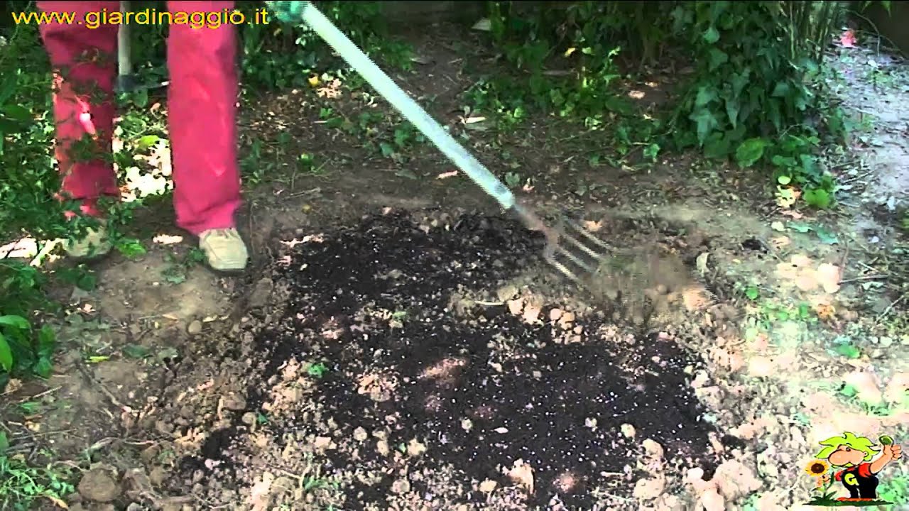 porre a dimora delle piante annuali da fiore