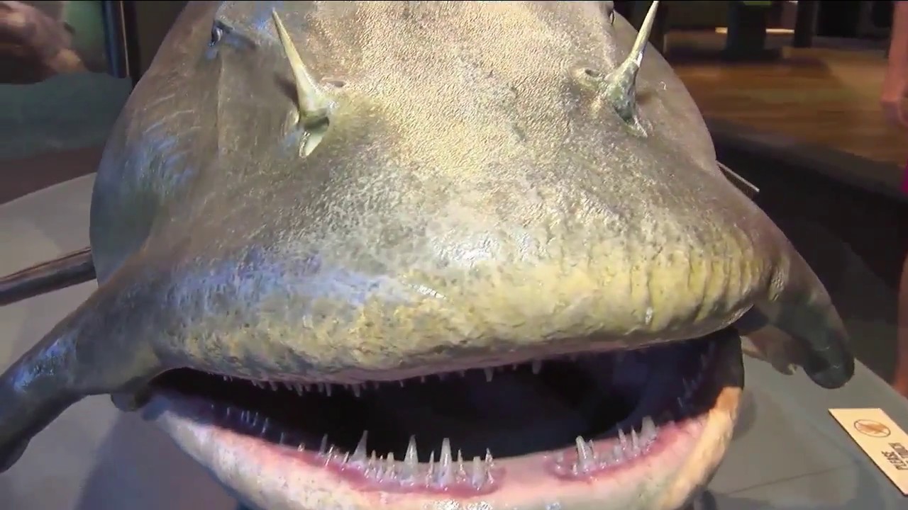Featured Creature: Monster Fish: Goonch Catfish