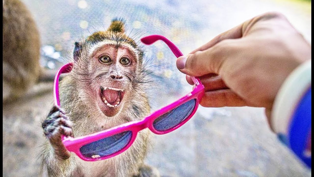 Ce gang de singes rackette les gens - ZAPPING SAUVAGE