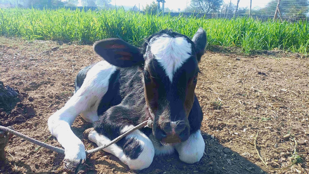 हमारा डेयरी फार्म नन्हे बच्चे के साथ 🐄🐄👩‍🌾🐮