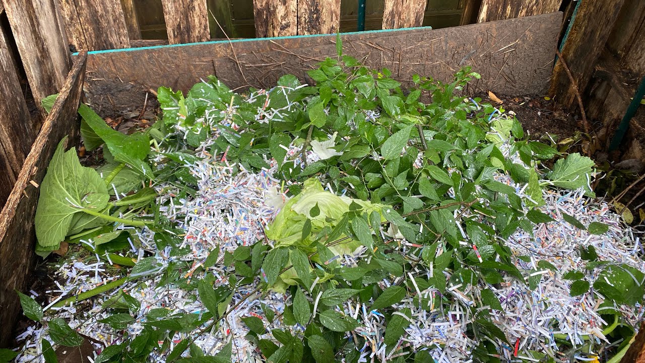 Shredded Paper in your Compost with The Stupid Gardener @thestupidgardener4642
