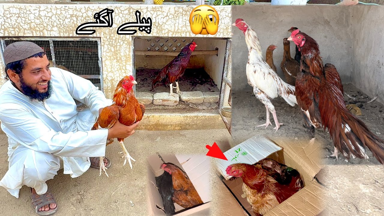 Aseel Farm Men Bahut Se Peely Agye 🫣
