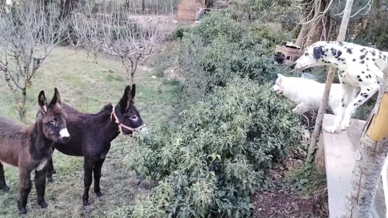Donkeys and dogs 2024 2/3
