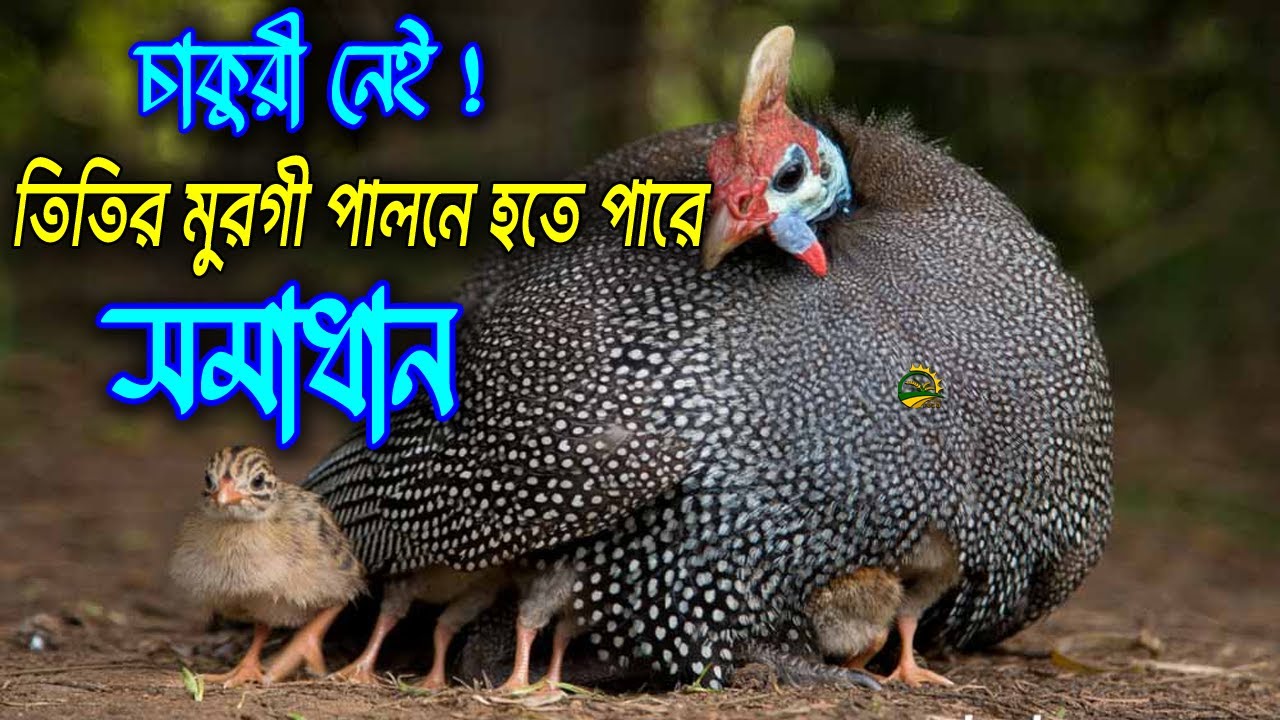 তিতির মুরগী পালন লাভের গল্প নাকি লোকসানের ফাঁদ? তিতির মুরগী পালন শুরু করবেন আগে এই ভিডিও দেখুন।