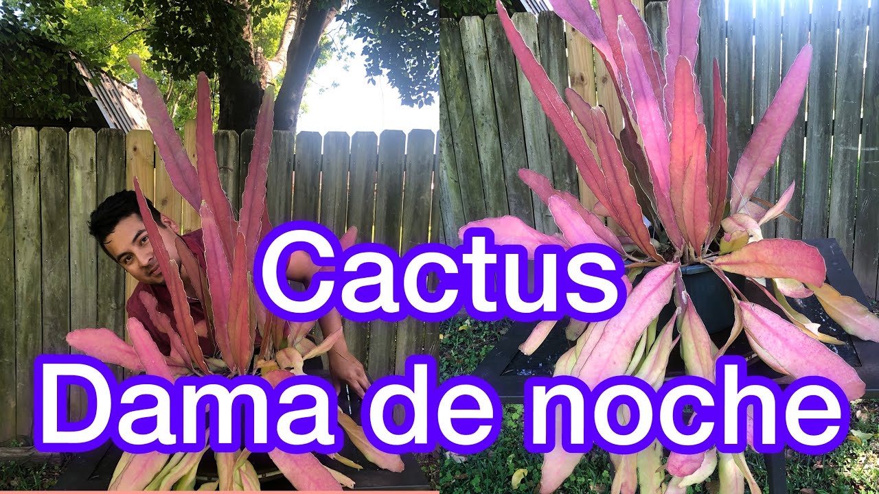 cactus dama de noche , cactus epiphyllum oxypetalum