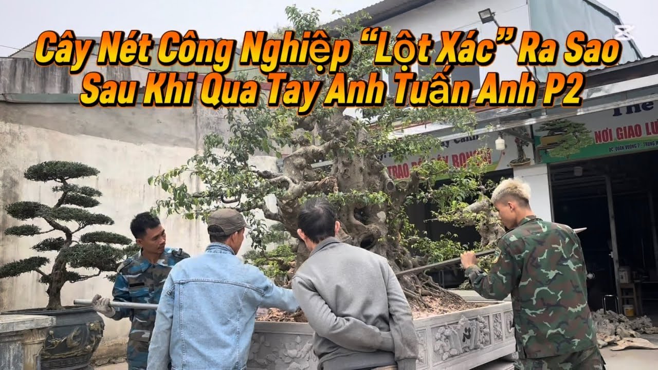 Cây Nét Công Nghiệp “Lột Xác” Ra Sao Sau Khi Qua Tay Anh Tuấn Anh P2 #bonsai #caycanh #cay 