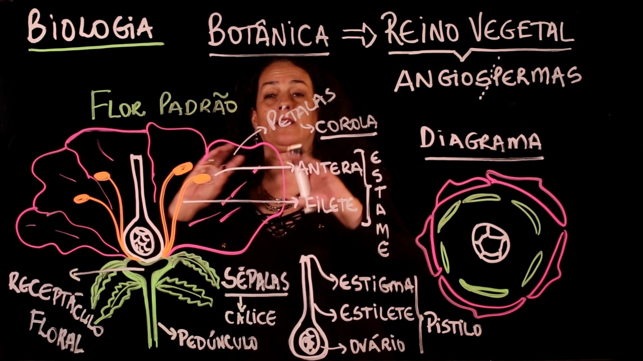 Aula 81 REINO PLANTAE Bot&acirc;nica   Angiospermas parte 1 - Aulas ENEM