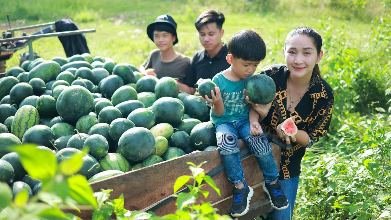 Happy and Enjoy at Watermelon field with my son and brother! / Eat Watermelon / Pick and Eat