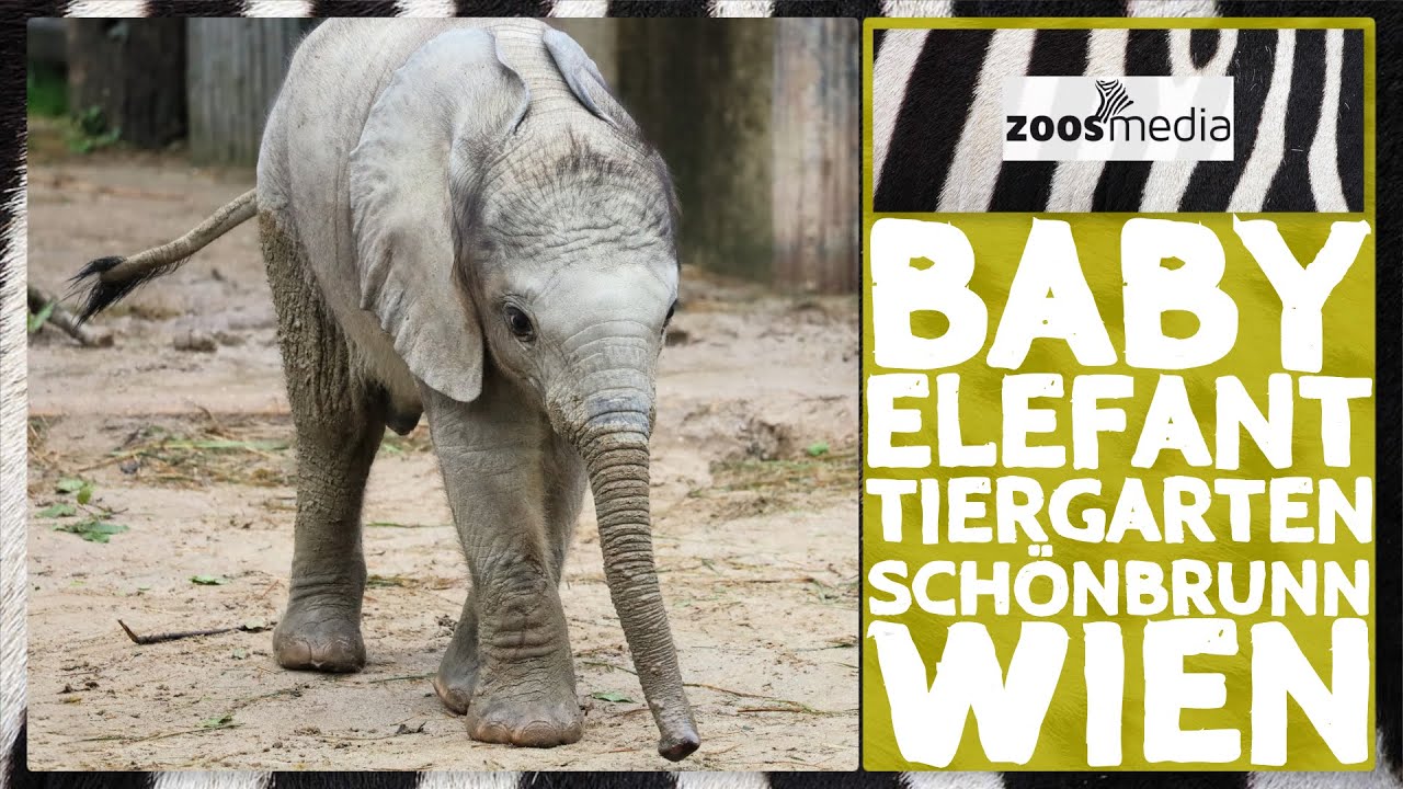 Zoo Vienna: Elefanten-BABY Maputo 😍 in Schönbrunn | zoos.media