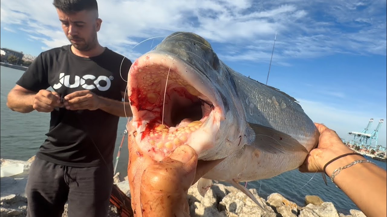 Cómo capturar una DORADA GIGANTE de 5,200 kg | Jornada del equipo JUCO