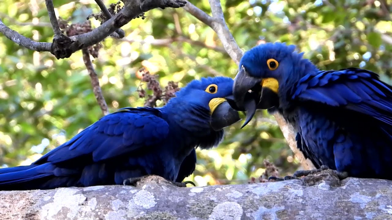 Hyacinth Macaws playing around in the Wild - Brazil
