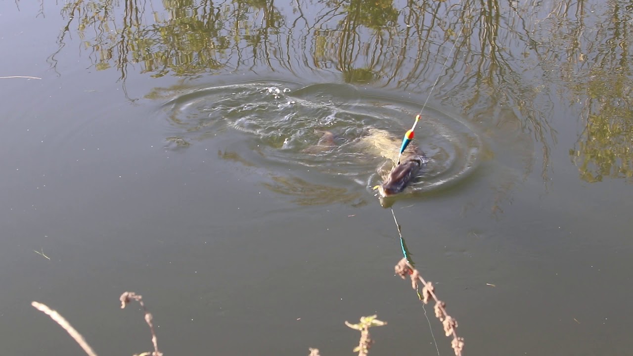 ein meter Hecht Unstrut Mit drill