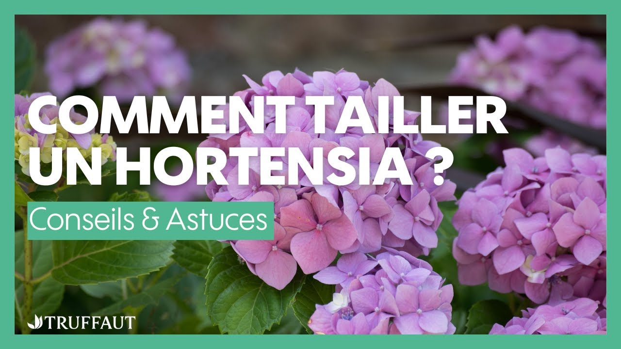 Comment tailler les hortensias ? -  Truffaut