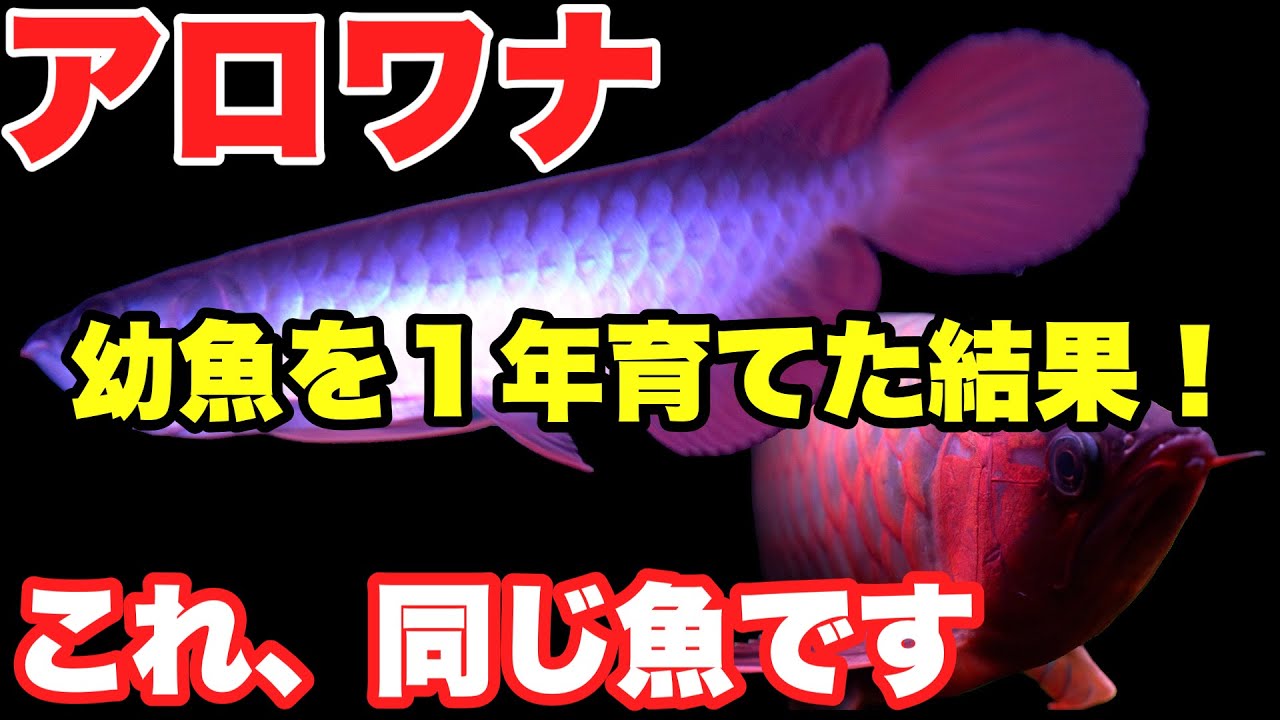【アロワナを幼魚から１年間育ててみた結果！】ダイナミックレッド編