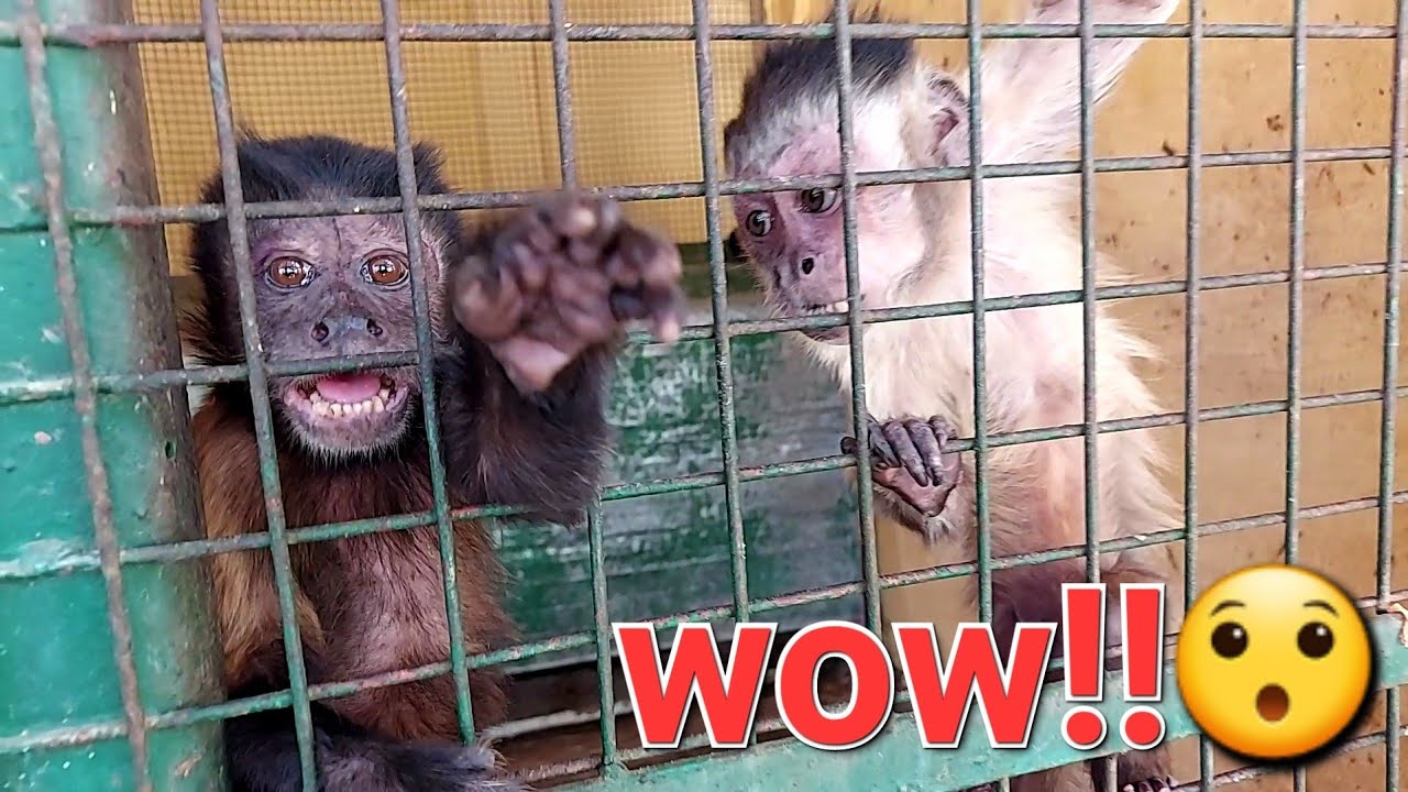 Bibi Monkey Adorable😯🐒 #cuteanimals #funnyanimals #wildlife #monkey #viralvideo #animals #babymonkey
