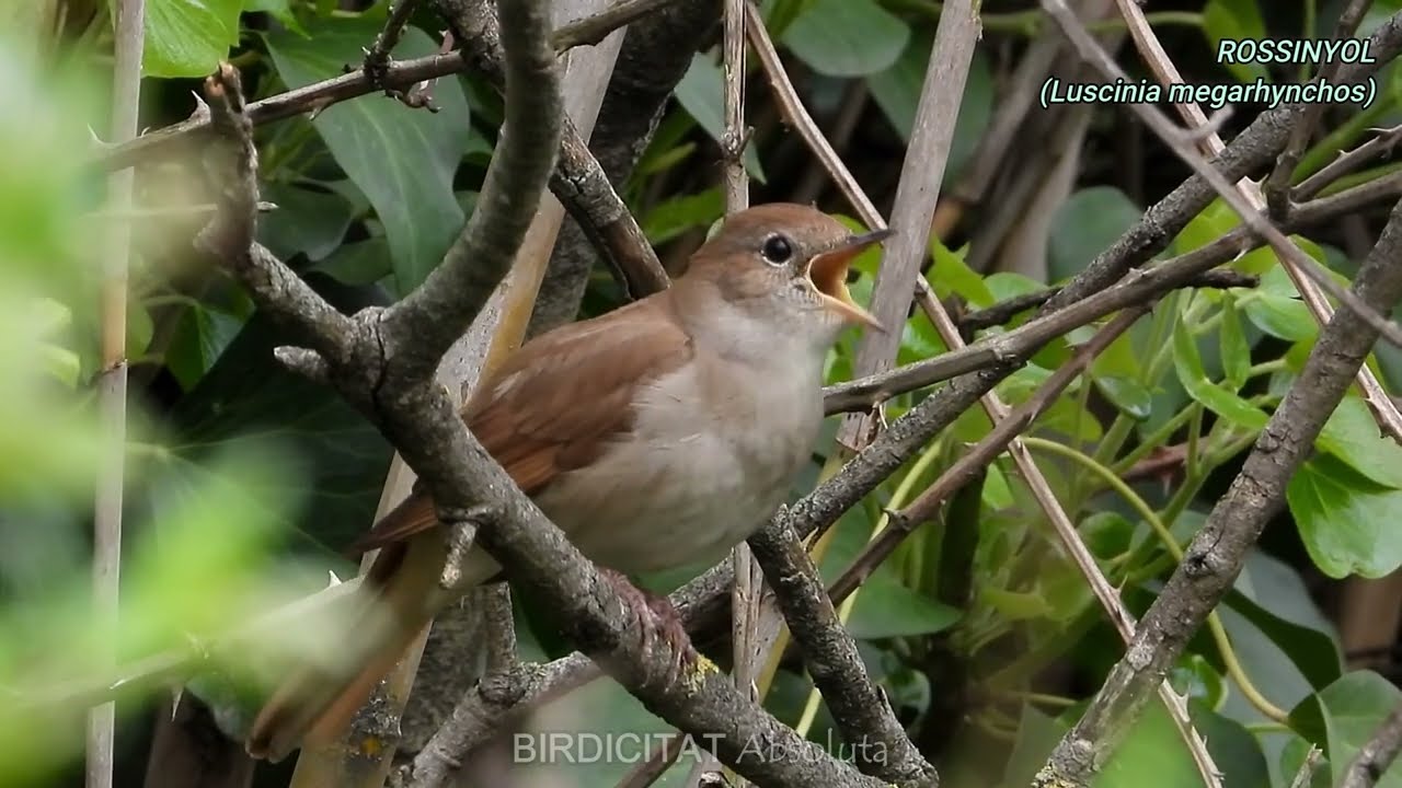 OCELLS CANTANT - Rossinyol - Canto Ruise&ntilde;or - Nightingale song - Luscinia megarhynchos