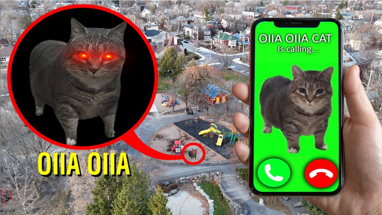 DRONE CATCHES OIIAOIIA CAT IN REAL LIFE!! (Spinning cat meme is CALLING)