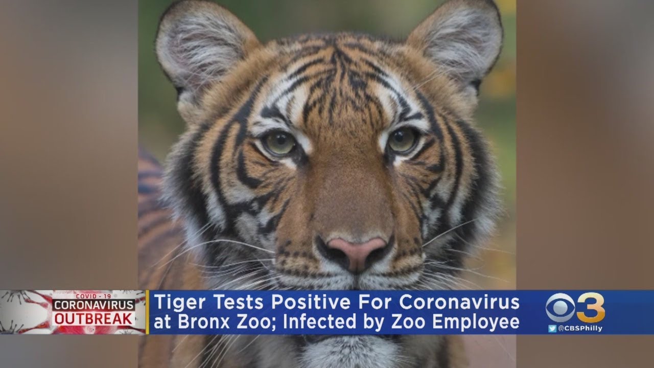 Tiger At Bronx Zoo Tests Positive For COVID-19