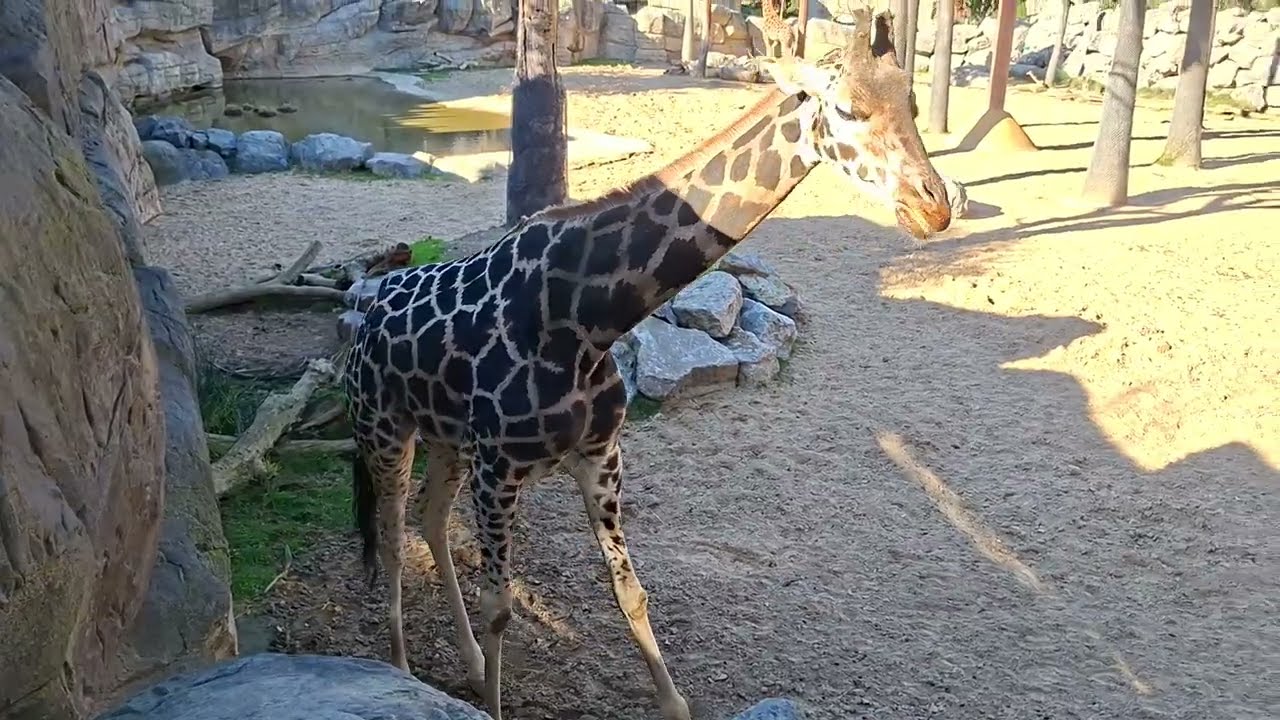 I see Giraffe 🦒😱😨 in Barcelona # zoo tour #travel 