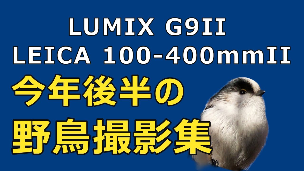 LUMIX G9IIとLEICA 100-400mmIIで撮った今年後半の野鳥撮影集：ジョウビタキ、エナガなど