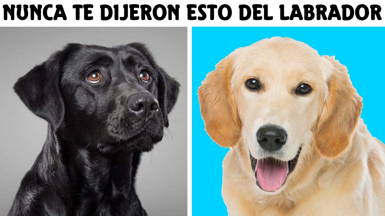 Cosas Que No Sabias De Los Perros Labrador Retriever | SoyCorraje