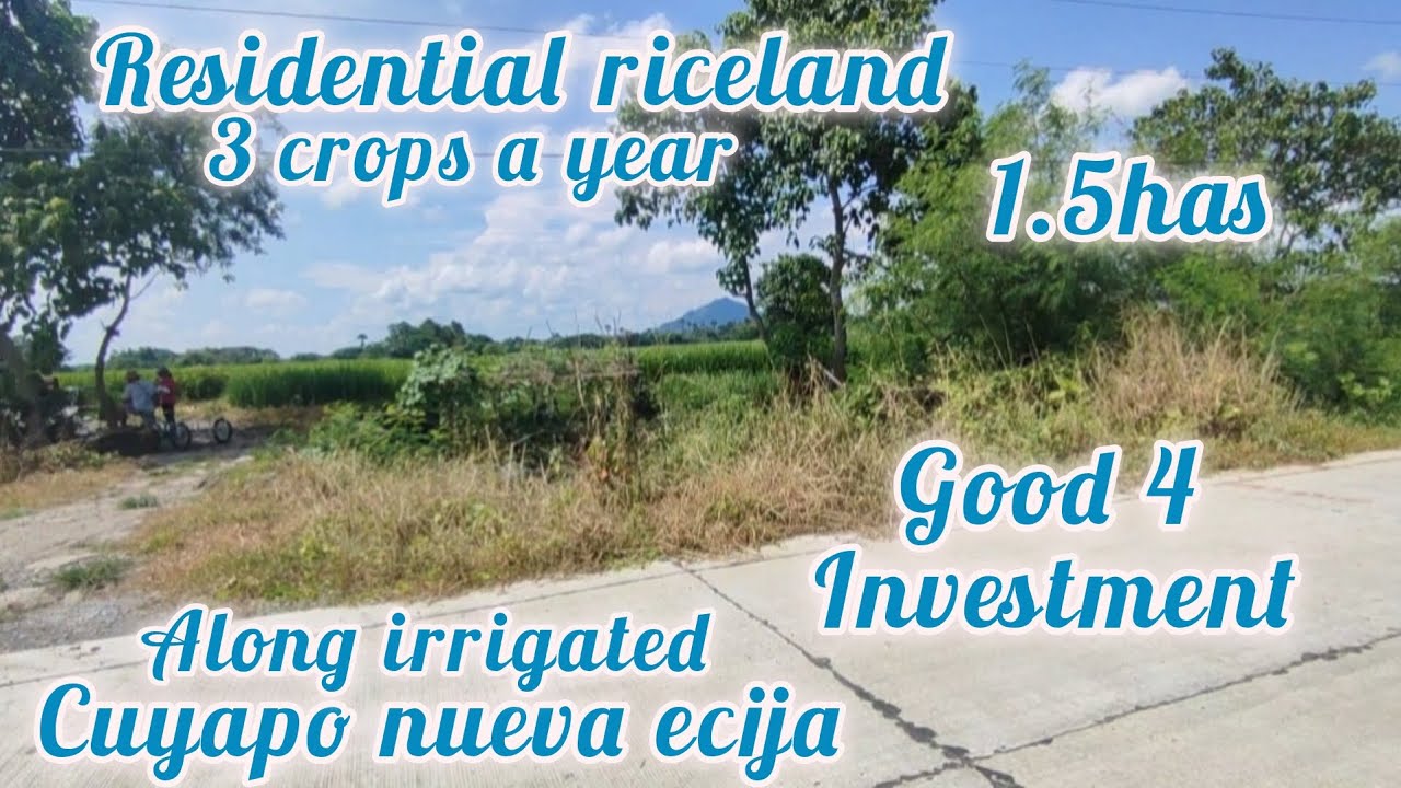 lot#335 Residential riceland along irrigation 1.5has 2M seller price.. cuyapo nueva ecijs